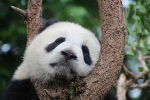 熊猫吃瓜吐籽视频,可爱瞬间引网友热议