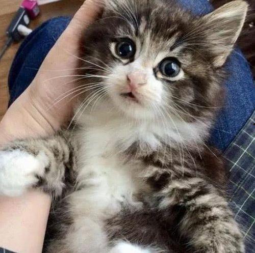网红小奶猫说话视频,视频走红网络